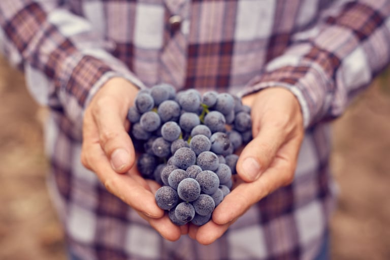 Cours sur les vins - Vins 101 | Ateliers SAQ par ITHQ