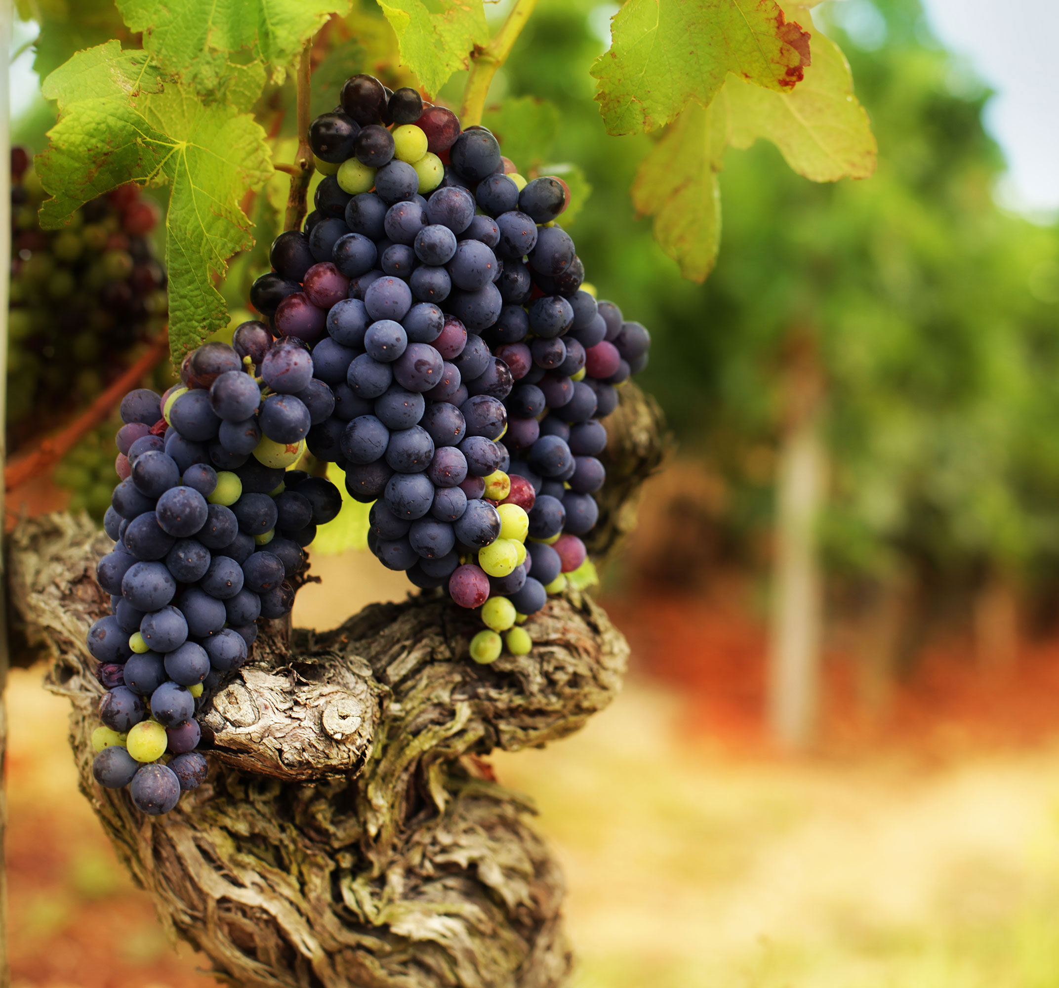 À la découverte de la syrah